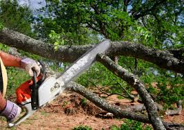 Best Tree Mulching  in Del Rey Oaks, CA