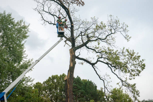 Best Fruit Tree Pruning  in Del Rey Oaks, CA
