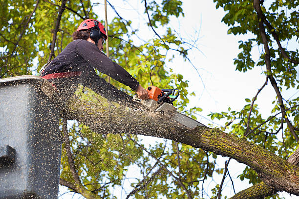 Best Hazardous Tree Removal  in Del Rey Oaks, CA