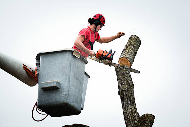 Best Tree Maintenance Programs  in Del Rey Oaks, CA