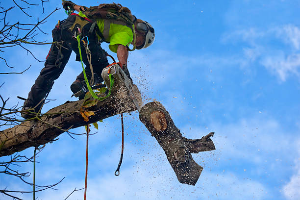 Best Commercial Tree Services  in Del Rey Oaks, CA